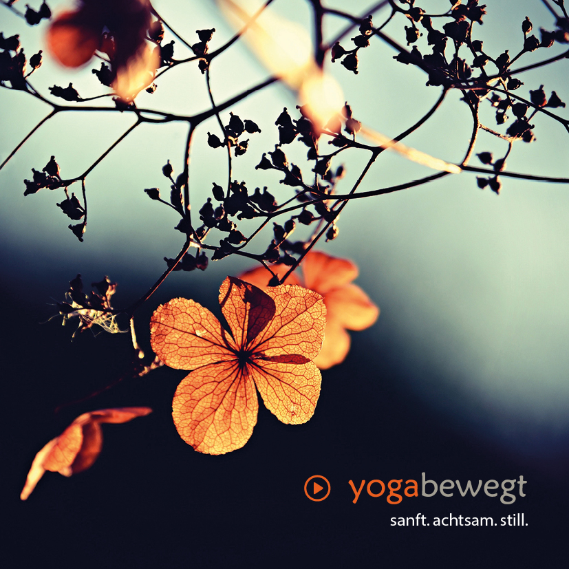 Gutschein yogabewegt - Yogakurs im Zentrum von St. Gallen